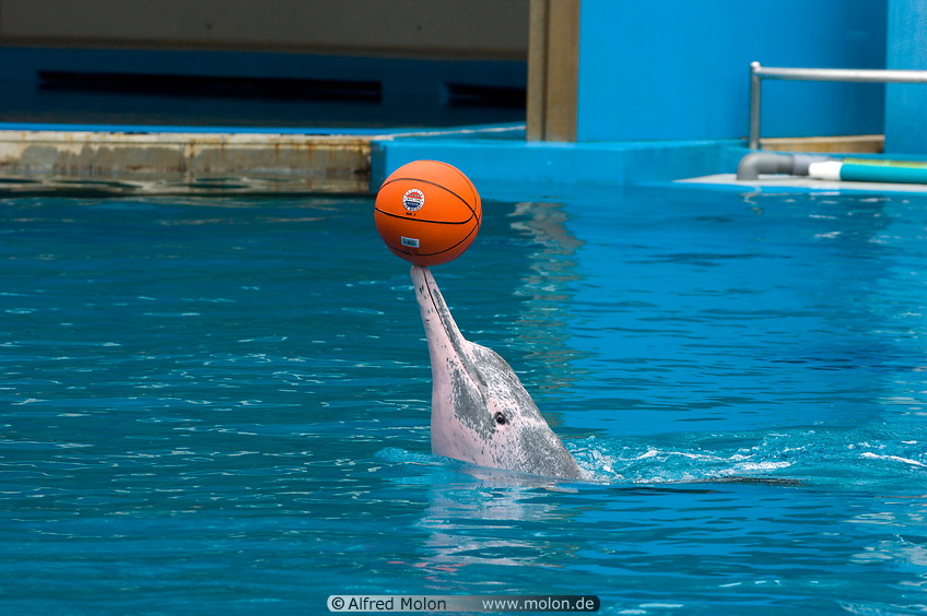 13 Dolphin performing with ball
