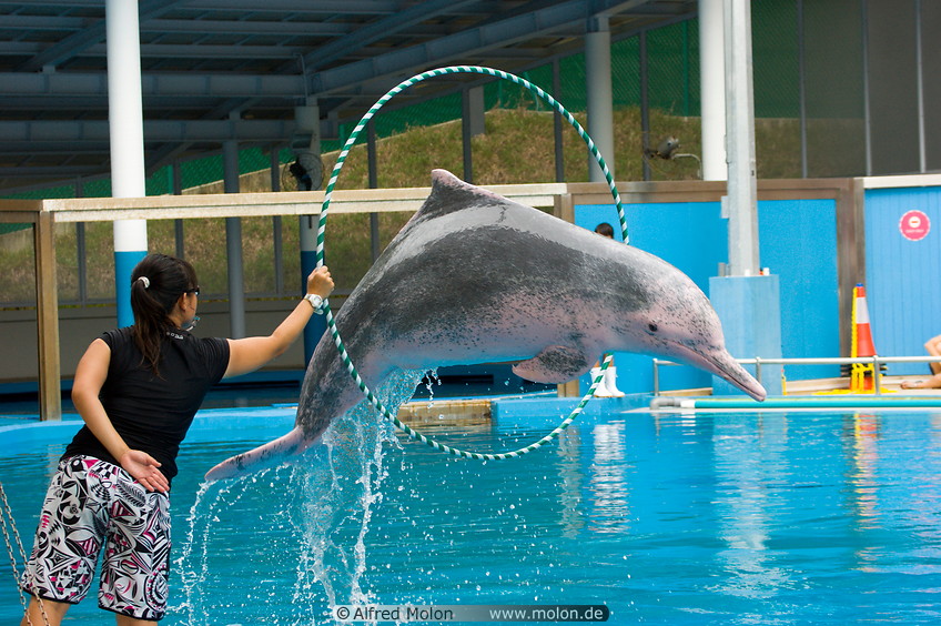 18 Dolphin jumping through ring