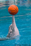 14 Dolphin performing with ball