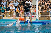 15 Dolphin show
