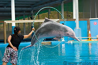 18 Dolphin jumping through ring