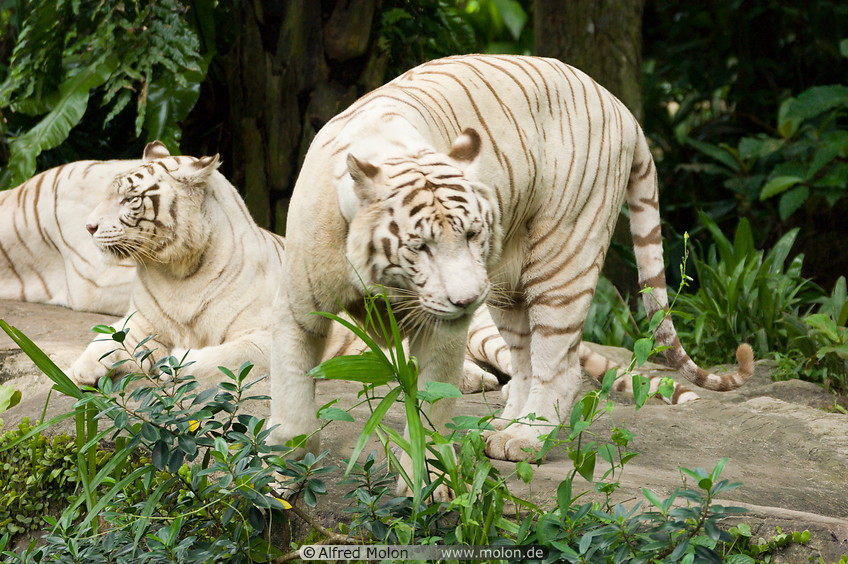 05 White tigers