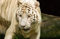 04 White tiger