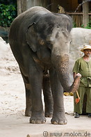 10 Indian elephant