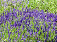 03 Lavender plants