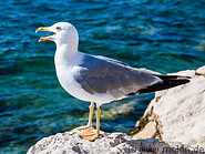 31 Seagull