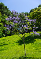 01 Tree with blue flowers