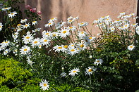 05 White daisy flowers