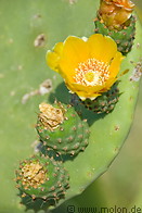 06 Mallorquin cactus