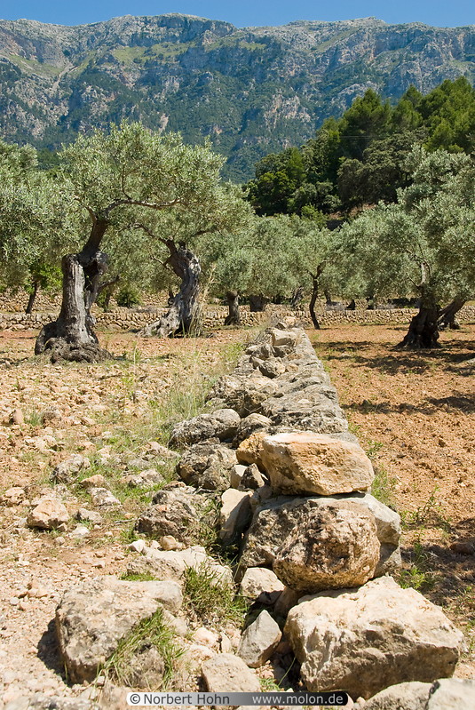 13 Olive tree fields