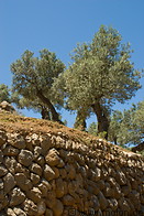 10 Terraced olive tree fields