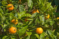 03 Orange tree near Soller