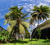 26 Palm trees