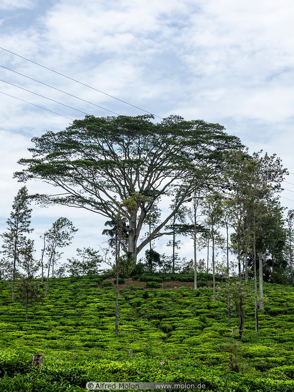 17 Tree in tea plantation