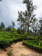 12 Trail in tea plantation