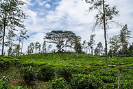 15 Tea plantation