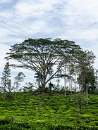 17 Tree in tea plantation