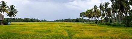 21 Rice paddy