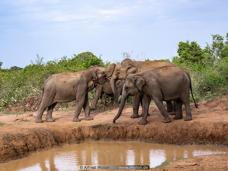 14 Elephants near watering hole