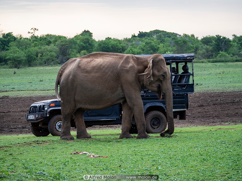 45 Elephant and tourist jeep