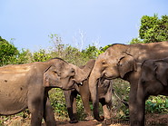 06 Asian elephants
