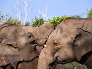 08 Elephant couple