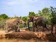 09 Elephant couple