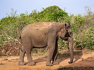 10 Sri Lankan elephant