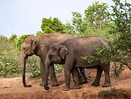 11 Asian elephants