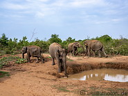 16 Elephants near watering hole