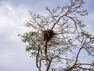24 Bird nest