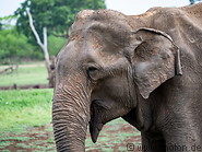 30 Elephant