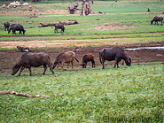 35 Water buffaloes