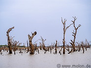 42 Lake with dead trees