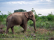 50 Elephant