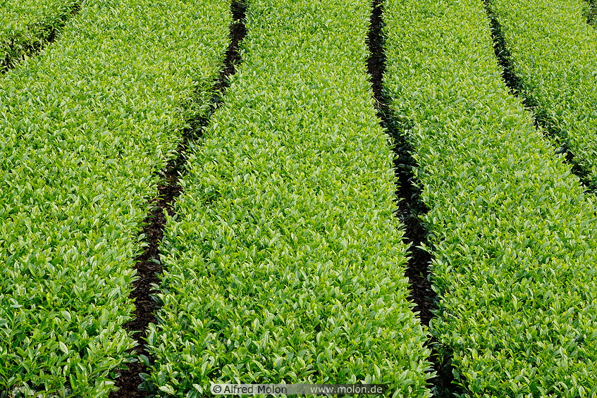 03 Tea plantation