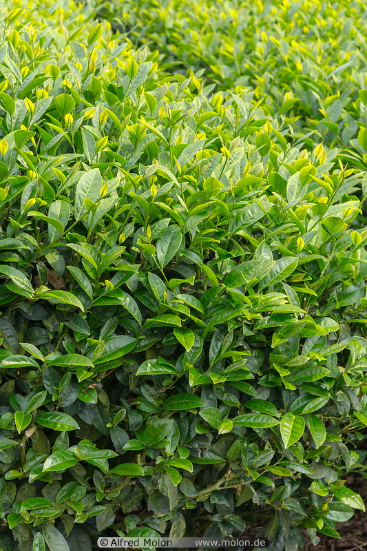 08 Tea bushes