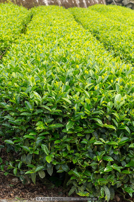 10 Tea bushes