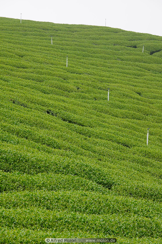 18 Tea plantation