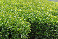 01 Tea bushes