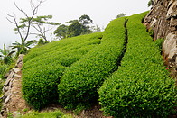 04 Tea plantation