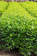 10 Tea bushes