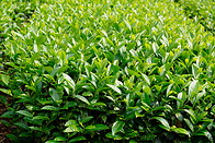 11 Tea bushes