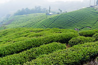 12 Oolong tea plantation