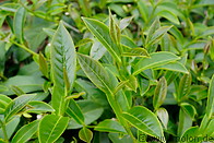 16 Tea leaves