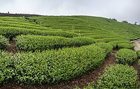 17 Oolong tea plantation