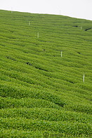 18 Tea plantation