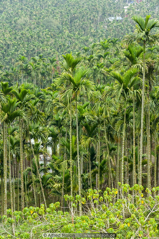 09 Betel nut palm trees
