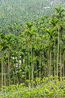 09 Betel nut palm trees