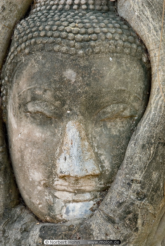 04 Overgrown buddha head
